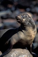 Framed Namibia, Cape Cross Seal Reserve, Fur Seal