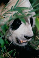 Framed Panda, Wolong, Sichuan, China