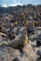 Framed Namibia, Cape Cross Seal Reserve, Fur Seals on shore