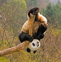 Framed Panda Bear, Wolong Panda Reserve, China