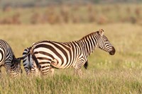 Framed Plains zebra or common zebra in Lewa Game Reserve, Kenya, Africa.