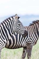 Framed Plains zebra, Lewa Game Reserve, Kenya