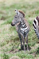 Framed Plains zebra, Maasai Mara, Kenya