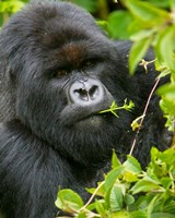 Framed Rwanda, Silverback Mtn Gorilla, Volcanoes NP