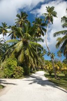 Framed Seychelles, La Digue, Palm lined country path