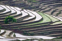 Framed Rice terraces, Yuanyang, Yunnan Province, China.