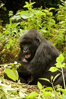 Framed Rwanda, Volcanoes NP, Mountain Gorilla Sitting