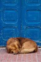 Framed Sleeping Dog, Essaouira, Morocco