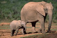 Framed South Africa, Addo Elephant NP, Baby Elephant