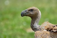 Framed Ruppell's Vulture, Serengeti National Park, Tanzania