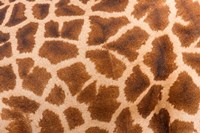 Framed Reticulated giraffe, Luangwa Valley, Zambia