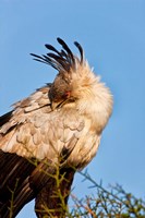 Framed Secretarybird seen in the Masai Mara, Kenya