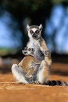 Framed Ring-tailed Lemur primate, Berenty Reserve, Madagascar