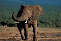 Framed South Africa, Addo Elephant NP, Angry Bull Elephant