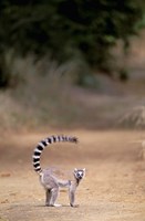 Framed Ring-tailed Lemur, Berenty Reserve, Madagascar