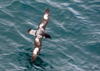 Framed Sea Bird of Cape Petrel, Antarctica