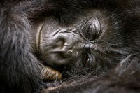 Framed Rwanda, Volcanoes NP, Mountain Gorilla Sleeping