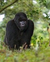 Framed Rwanda, Kigoma, Mountain Gorilla, No 3 Silverback