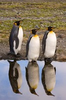 Framed King penguin reflections