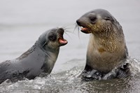 Framed South Georgia, St. Andrews Bay, Antarctic Fur Seals