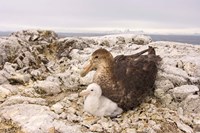 Framed Southern giant petrel nest, Antarctic Peninsula