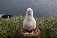 Framed South Georgia Island, Grayheaded Albatross Chick