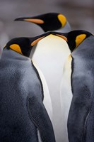 Framed South Georgia Island, King Penguins, Elsehul Bay