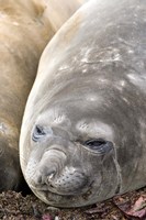 Framed Southern Elephant Seals, Antarctica