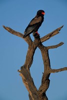 Framed South Africa, Kgalagadi, Bateleur, African raptor bird