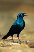 Framed South Africa, Kruger, Greater Blue Eared Starling bird