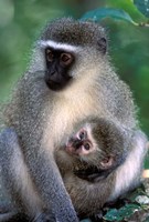 Framed South Africa, Tsitsikamma NP, Vervet Monkey, rainforest