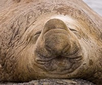 Framed South Georgia Island, Sleeping bull elephant seal