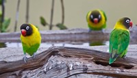Framed Tanzania. Yellow-collared Lovebirds, Tarangire NP