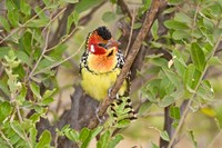 Framed Tanzania. Red and Yellow Barbet, Tarangire NP