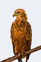 Framed Tawny Eagle on branch above the Maasai Mara Kenya