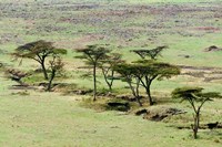 Framed Bush, Maasai Mara National Reserve, Kenya