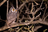 Framed Spotted Eagle Owl, Mpumalanga, South Africa