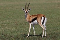 Framed Thomson's Gazelle antelope, Maasai Mara, Kenya