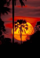 Framed Sunset and Palm, Ngamiland, Okavango Delta, Botswana