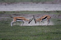 Framed Thomson's Gazelles Fighting, Tanzania