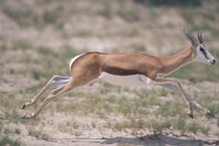 Framed Springbok Running Through Desert, Kgalagadi Transfrontier Park, South Africa