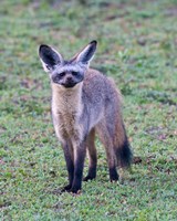Framed Tanzania. Bat-Eared Fox, Ngorongoro Conservation