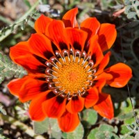 Framed Close up of a Spring flower, South Africa