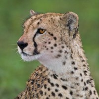 Framed Tanzania, Cheetah, Ndutu, Ngorongoro Area