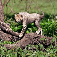 Framed Tanzania, Ndutu, Ngorongoro Conservation, Cheetah