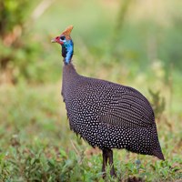 Framed Tanzania. Helmeted Guineafowl at Tarangire NP.