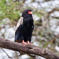 Framed Tanzania. Male Bateleur Eagle at Tarangire NP.