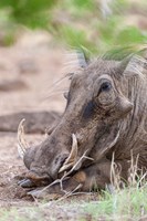 Framed Warthog, Tsavo-West, Kenya