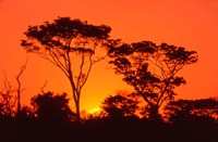 Framed Trees Silhouetted by Dramatic Sunset, South Africa
