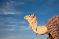 Framed Camel, Tunisia